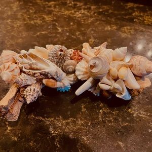 Unique  hand  made  driftwood Seashell decor